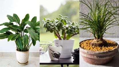 10 Indoor Plants & Planters