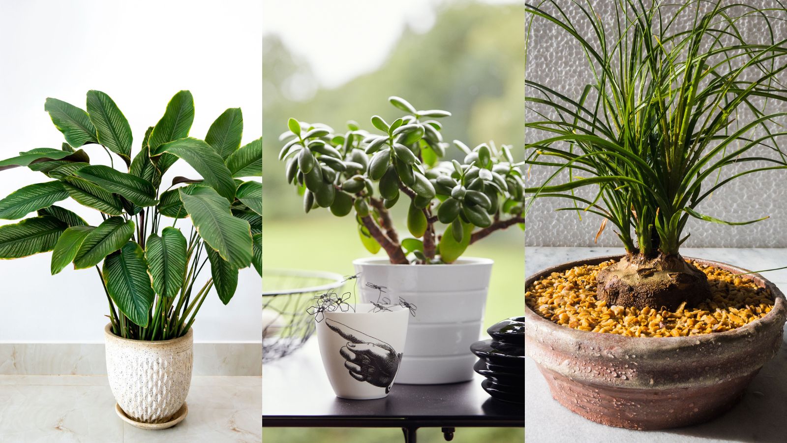 Low Light Indoor Plants Safe For Dogs