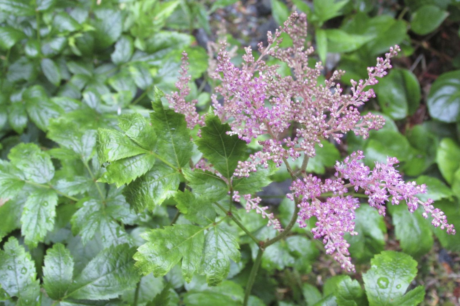 Moving Astilbe Plants Elsewhere - Tips On Transplanting Astilbe In ...