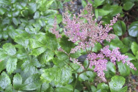 transplant astilbe