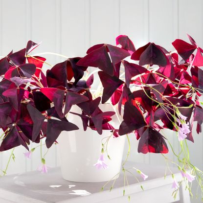 Houseplant oxalis with purple leaves and delicate small pink flowers. Hard light. Horizontal orientation, selective focus.