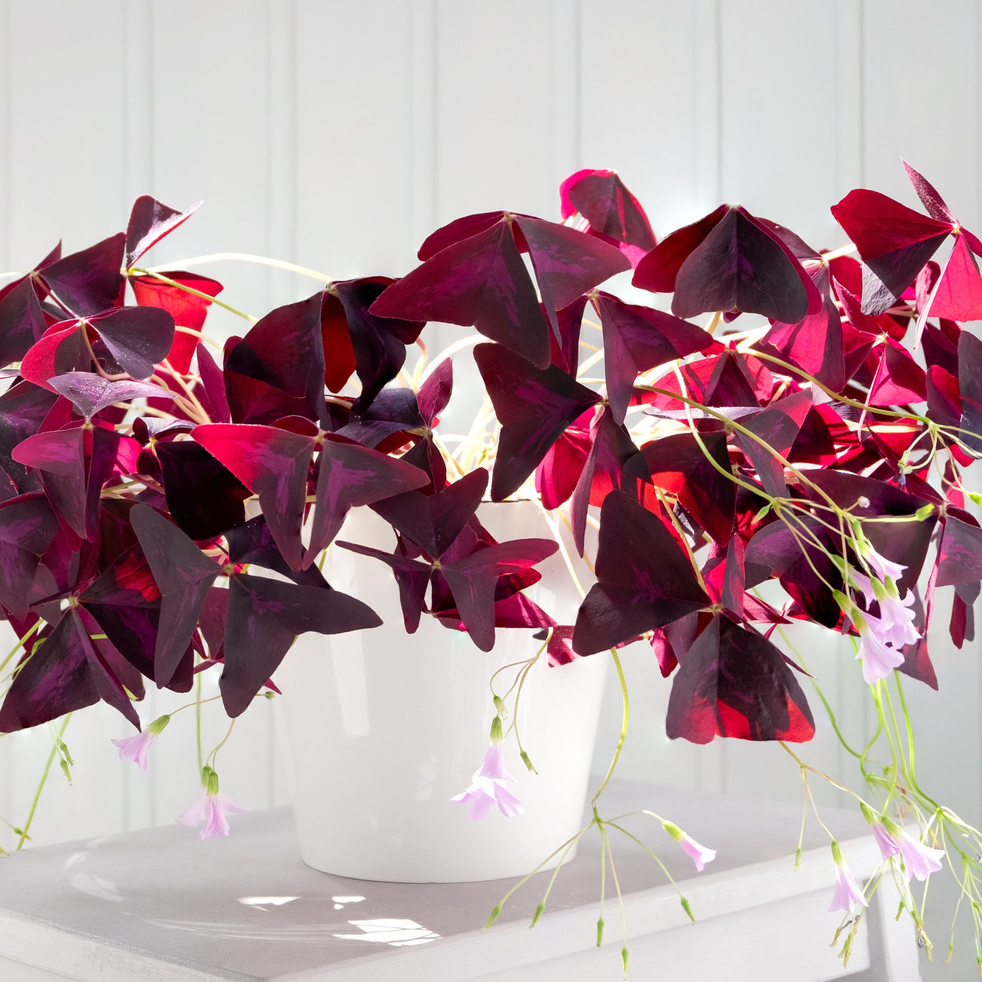 Houseplant oxalis with purple leaves and delicate small pink flowers. Hard light. Horizontal orientation, selective focus.