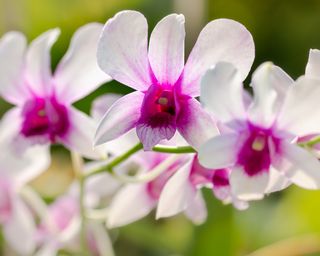 Dendrobium nobile flowers