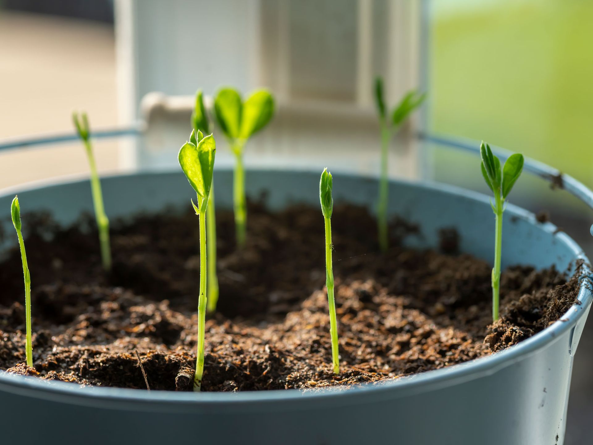 sweet pea seedlings in pot