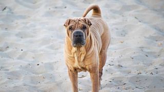 Chinese Shar-Pei