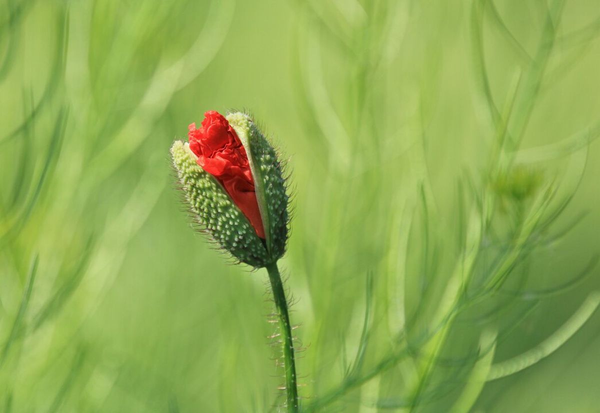 GuruShots - February 2026
