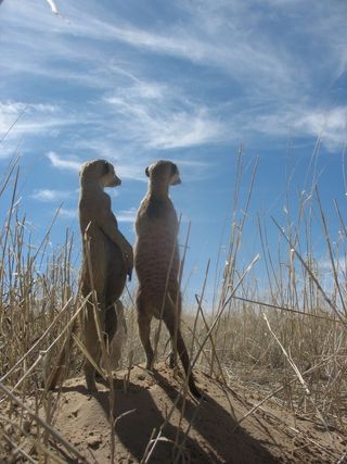 pair of meerkats