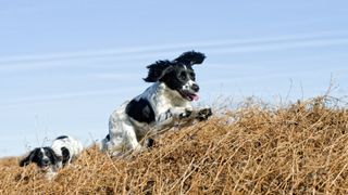 Two spaniels running in bracken