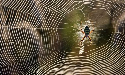 How do jumping spiders make a perfect landing? Watch and learn