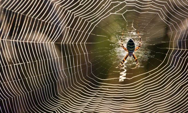 Power of the web: The secret of how spiders catch their prey, The  Independent