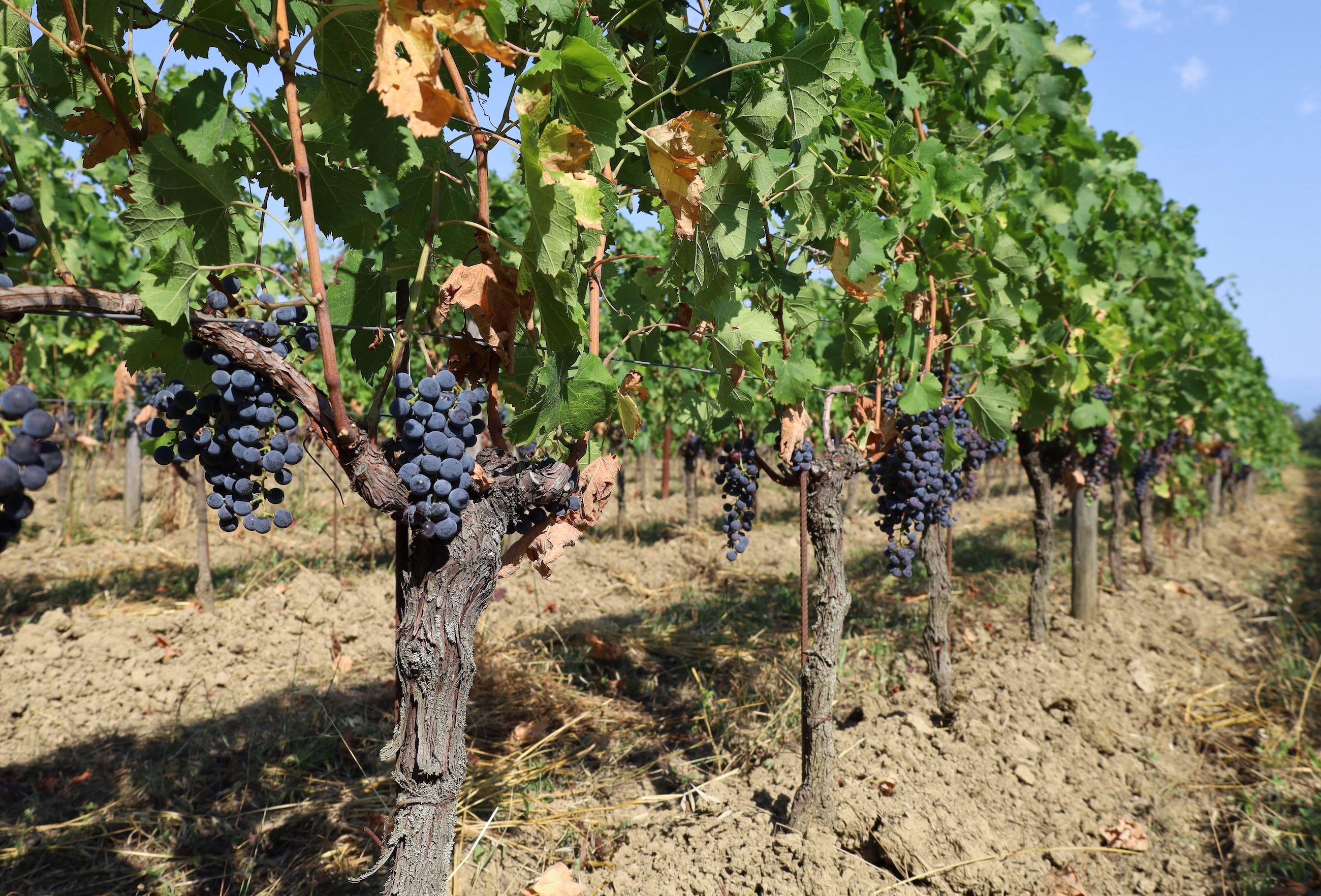 Vineyard of Pignolo grapes in late summertime