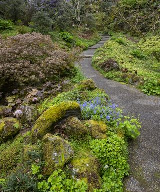 Moss in rock garden