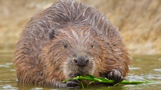 A Eurasian Beaver eating plants in Wild Isles