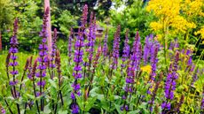 Purple Salvia growing in a garden