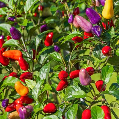 Multi colored peppers