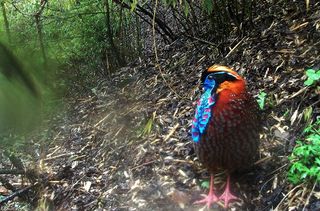 The striking colors on this male temminck's tragopan, a type of pheasant, help it to attract a mate.
