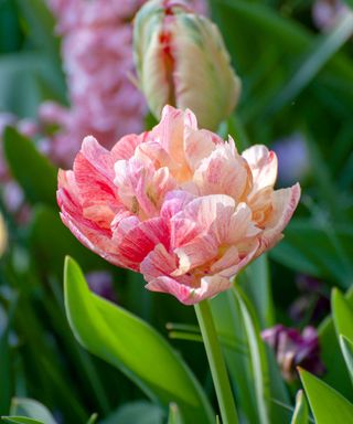 pink double tulip