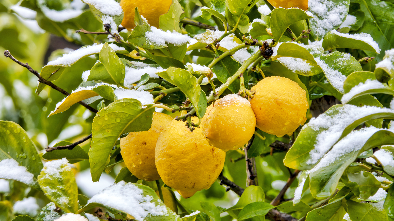 Lemon tree with leaves covered in snow