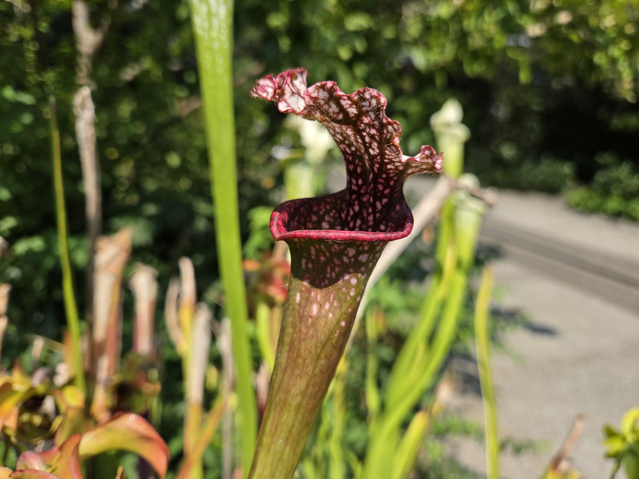 Galaxy Z Fold 8 camera sample