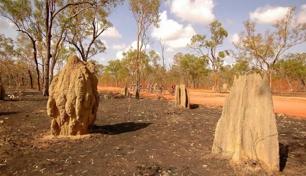 Termite mounts along the Battle Camp road.