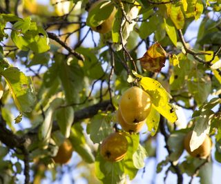 Quince growing in sunlight