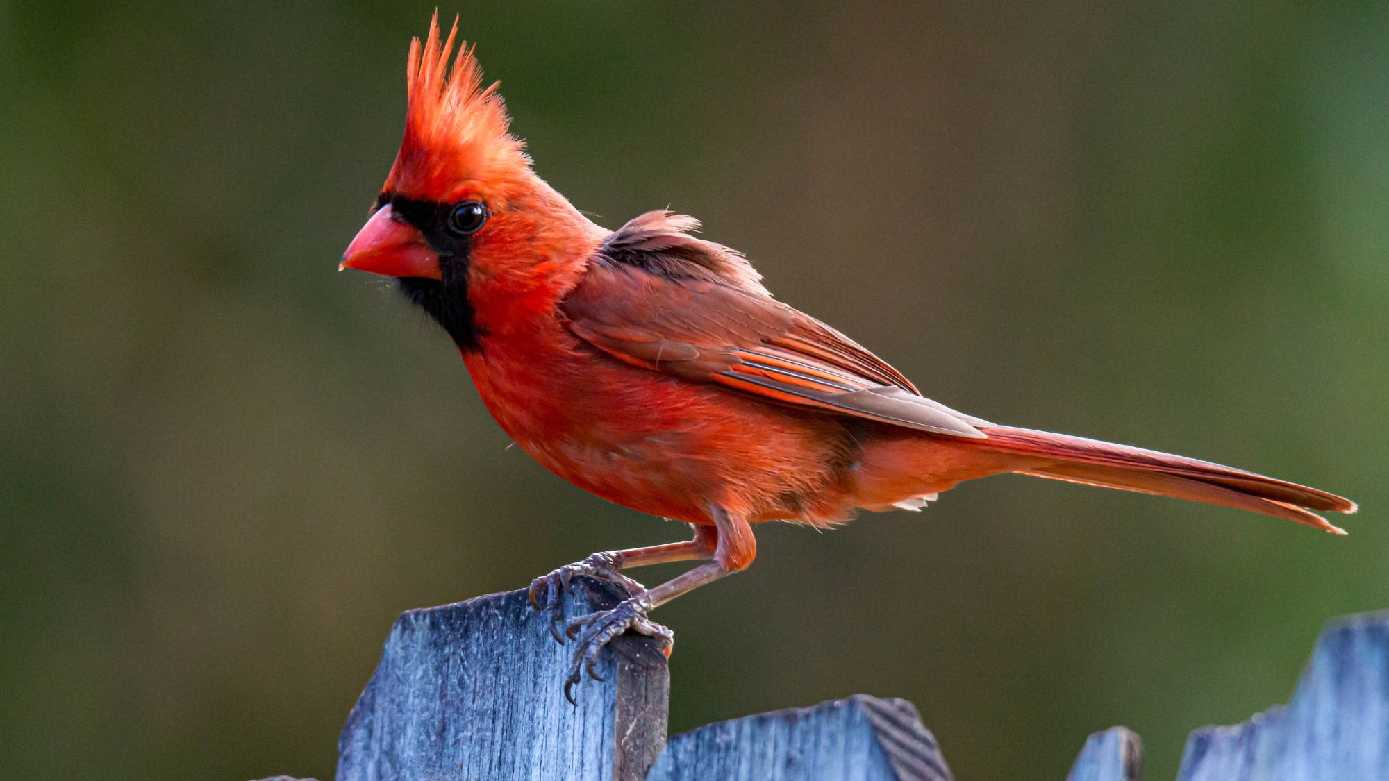 Northern Cardinal / Cardinalis cardinalis Perching on a Garden Fence - Palm Bay, Florida