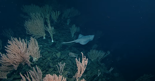 The Pacific white skate swims over the seamount's summit and it's coral cover.