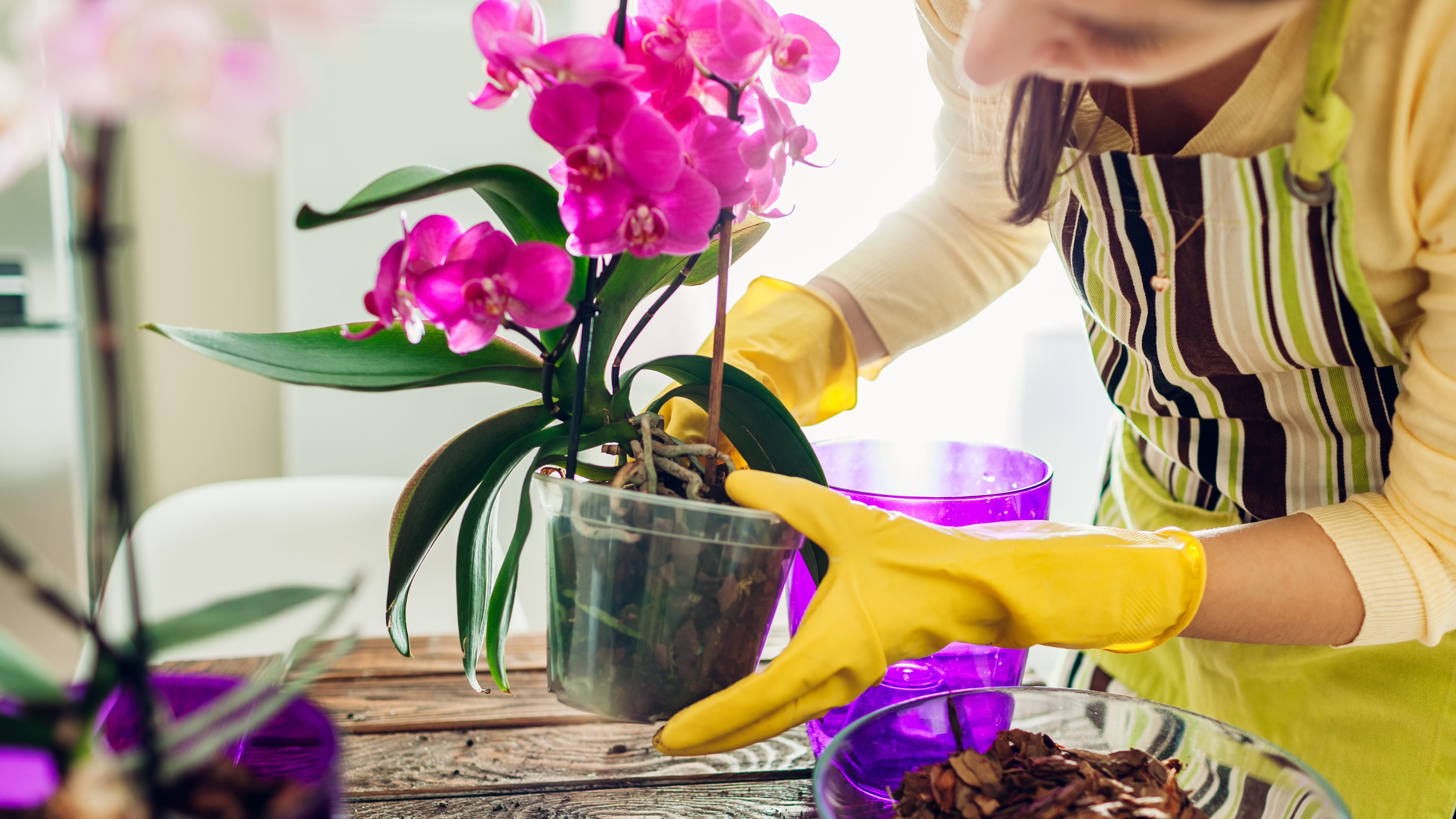 Repotting an orchid flower