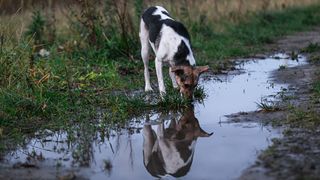 Dog drinking from puddle