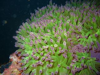 Sea anemone in MIcronesia