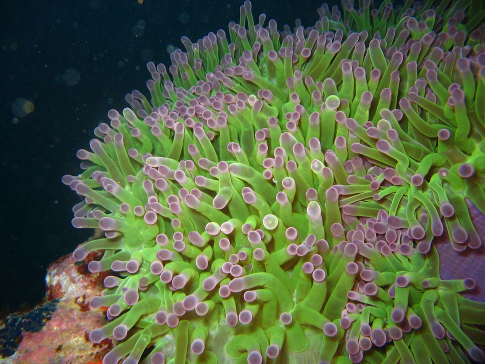 Flowers of the Sea: Photos Reveal Beautiful Anemone | Live Science