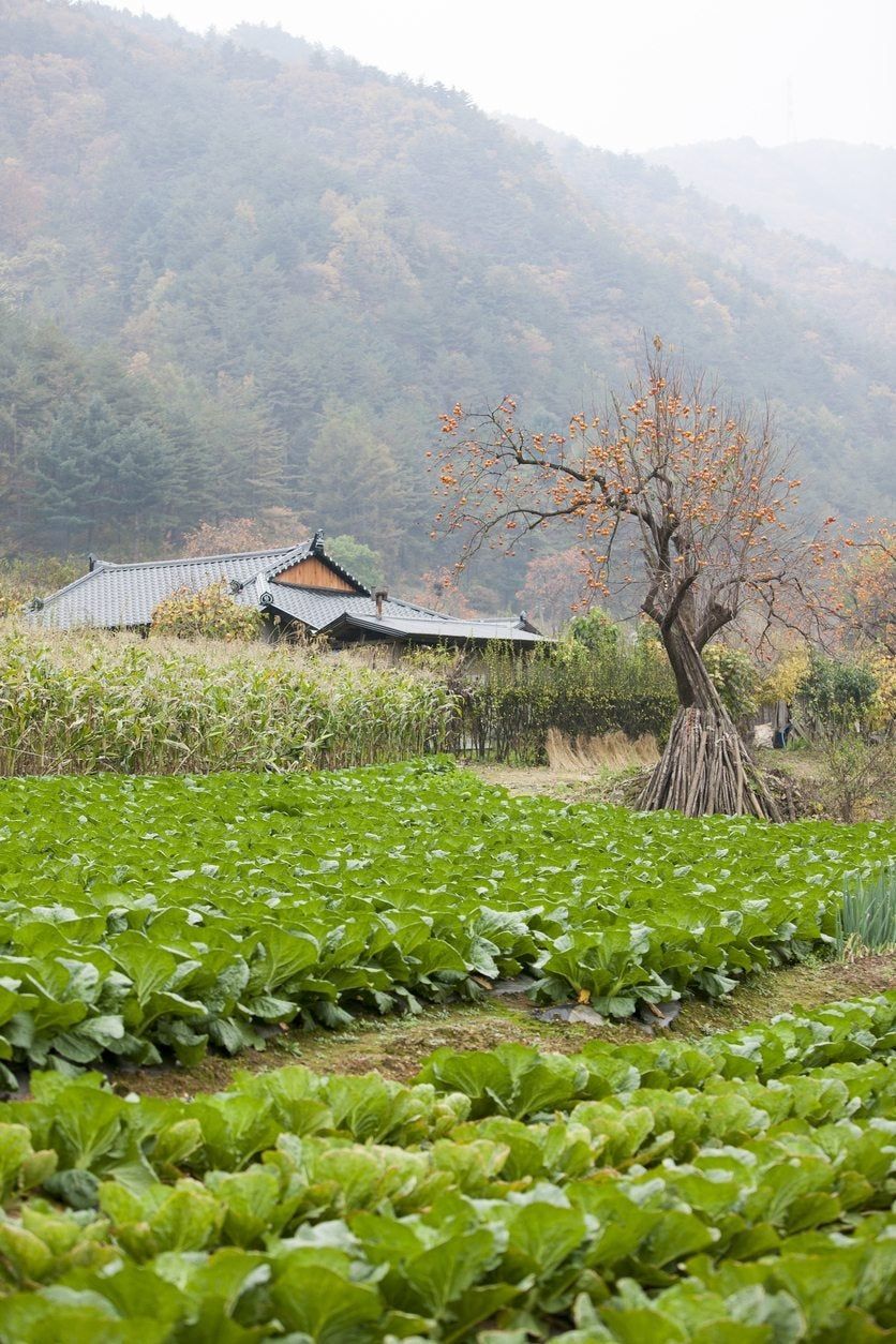 bok choy fall