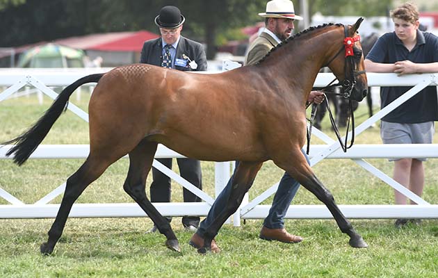 The Royal Norfolk Show 28 06 2018