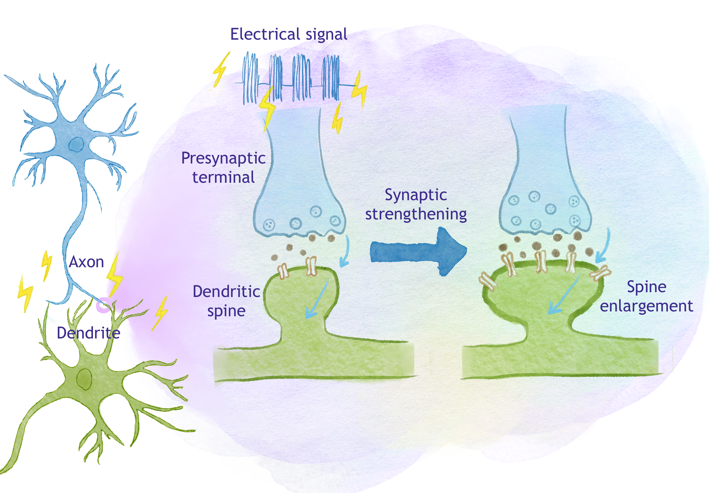 A diagram explaining long term potentiation between neurons