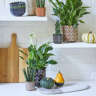 house plants in kitchen