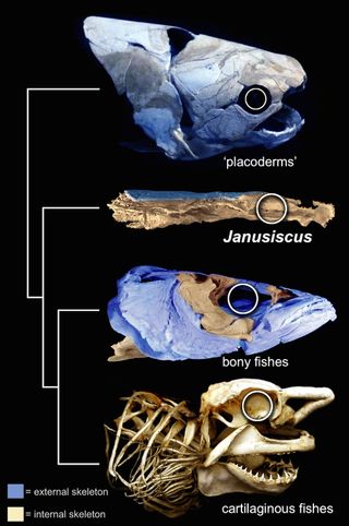 fish fossil comparison 