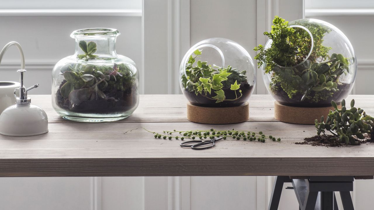 How to make a terrarium 