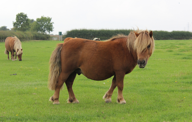 Mr Nibbles new