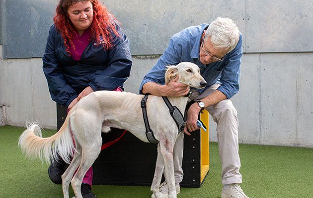 Paul O&#039;Grady: For the Love of Dogs