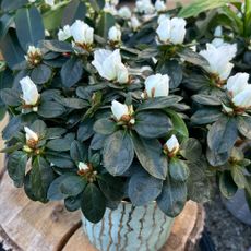 White flowering indoor azalea houseplant in pot