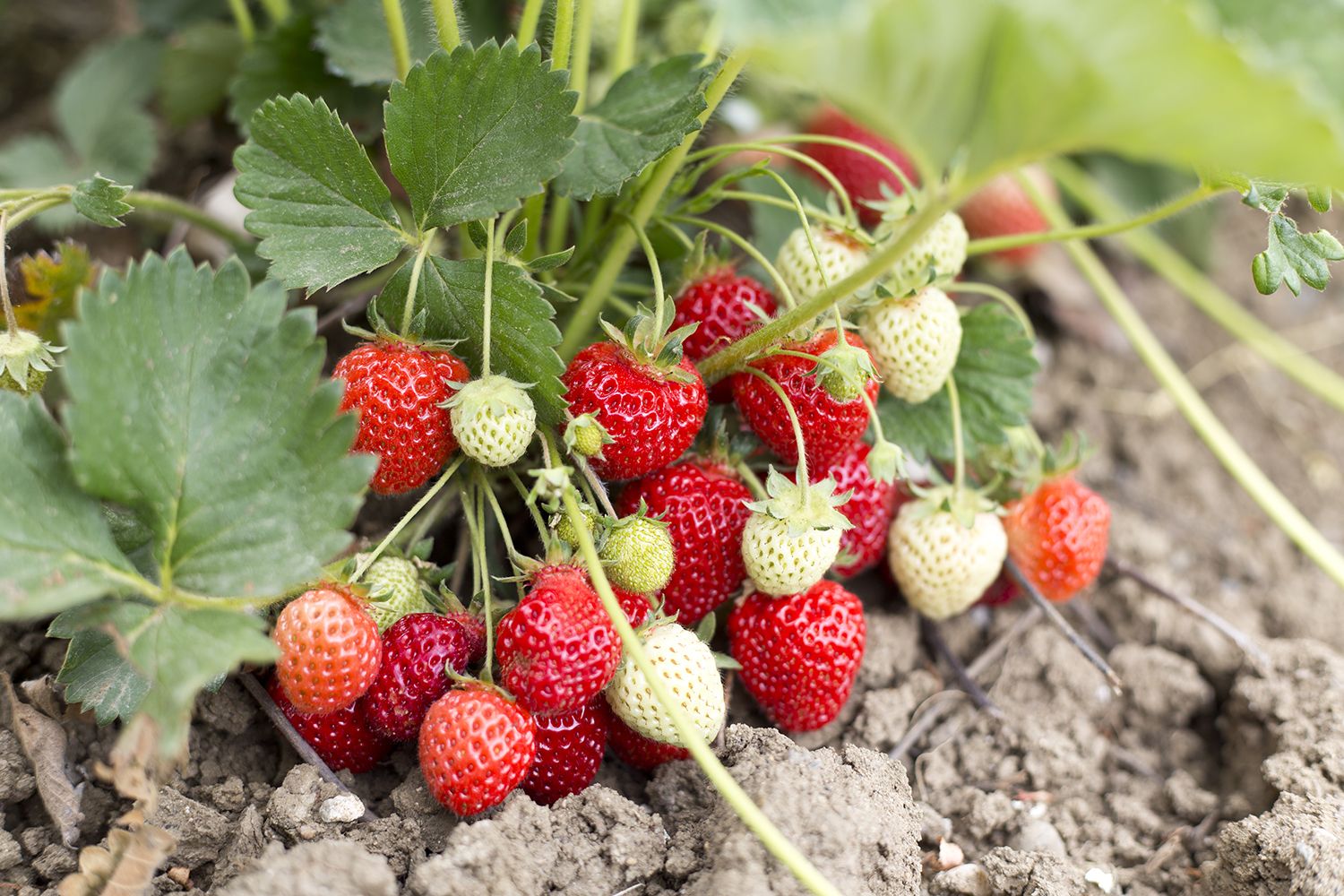 Does planting seeds from storebought strawberries work? Gardeningetc
