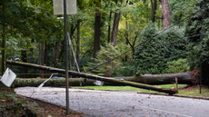 A tree is on the ground after Hurricane Helene