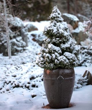 Dwarf Alberta Spruce Pine in container