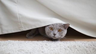 Cat hiding under couch