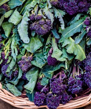 Cardinal purple sprouting broccoli harvested when stems are tender