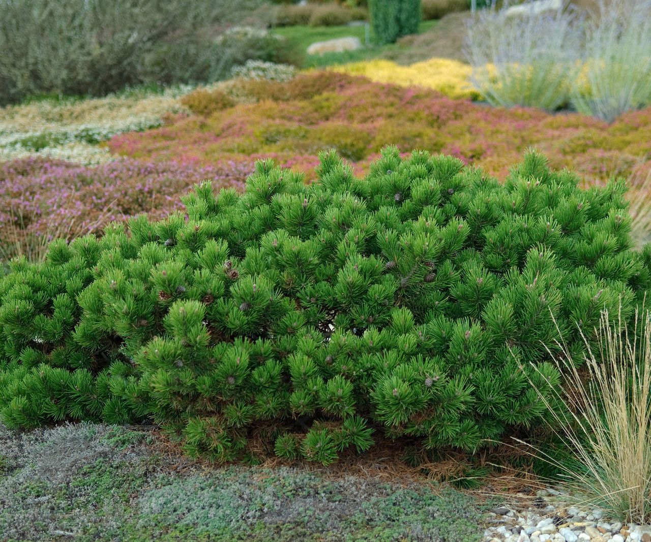 The best pine trees 11 choices for yards of all sizes Homes & Gardens