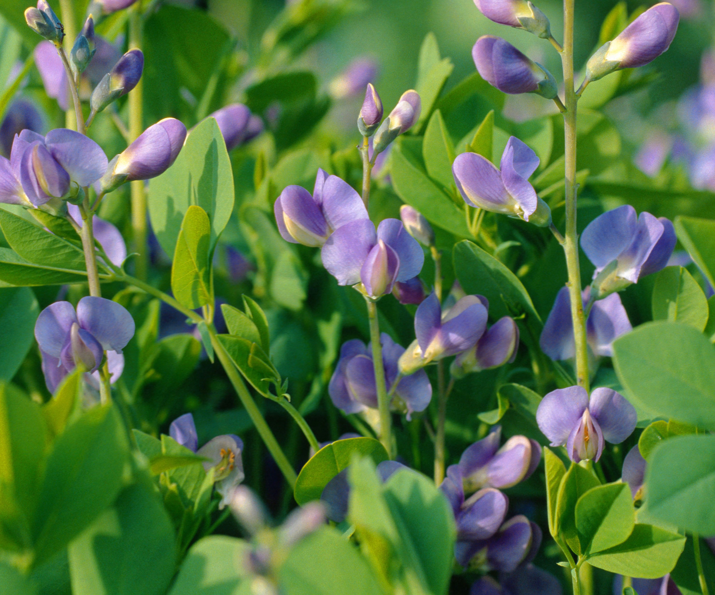 blue false indigo flowers and leaves