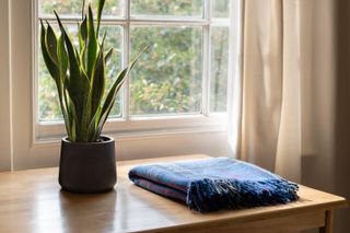 Snake plant and a cozy blanket in a beautifully designed home or apartment interior