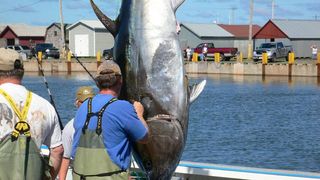 Giant Atlantic bluefin tuna from Prince Edward Island, Canada.