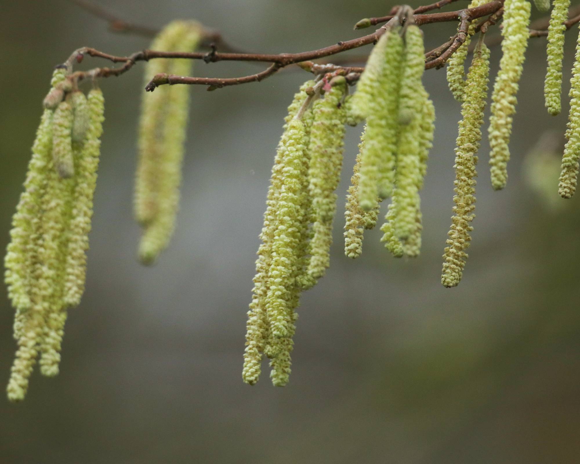 Catkins on hazelnut tree